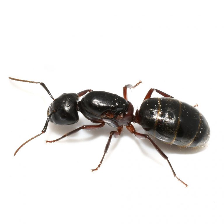 Ant Control Pasco County