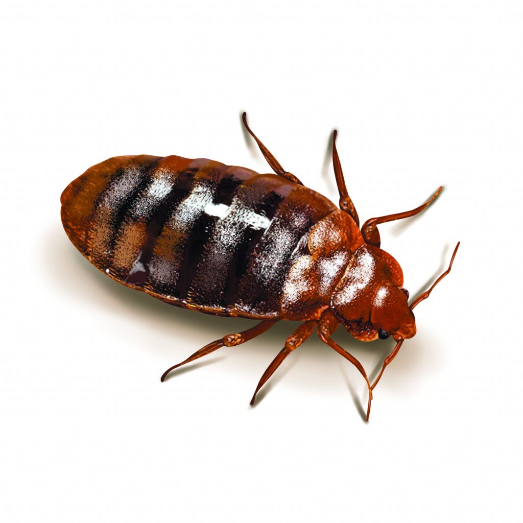 bed-bug-pest-control-exterminator-pasco