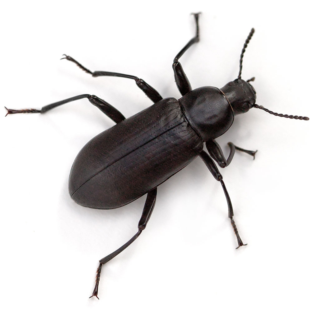 Beetle pest control pasco county