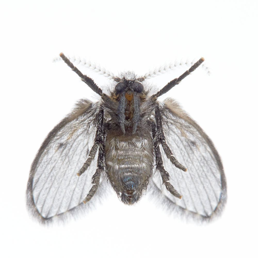 Drain fly pest control pasco county