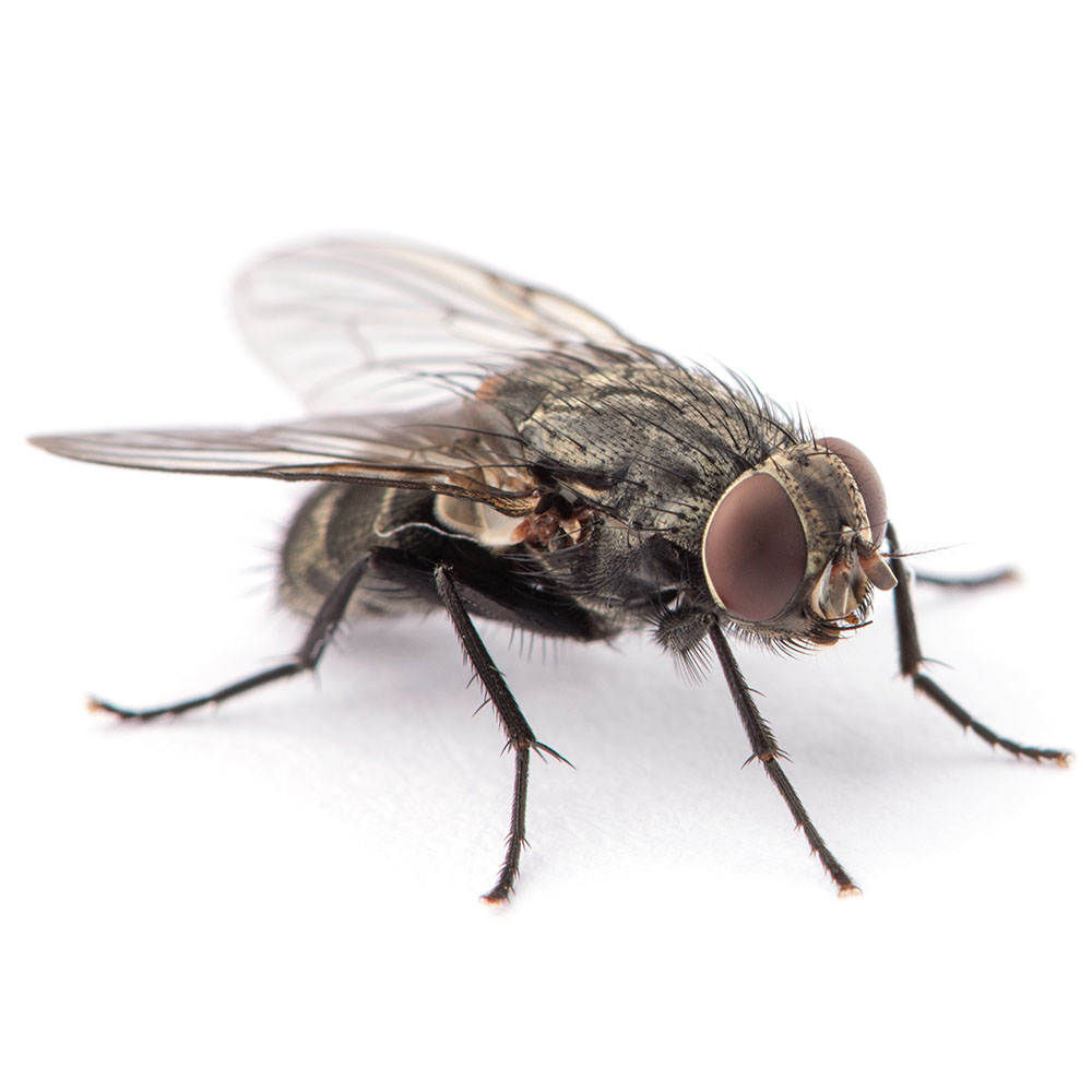 Fly pest control pasco county