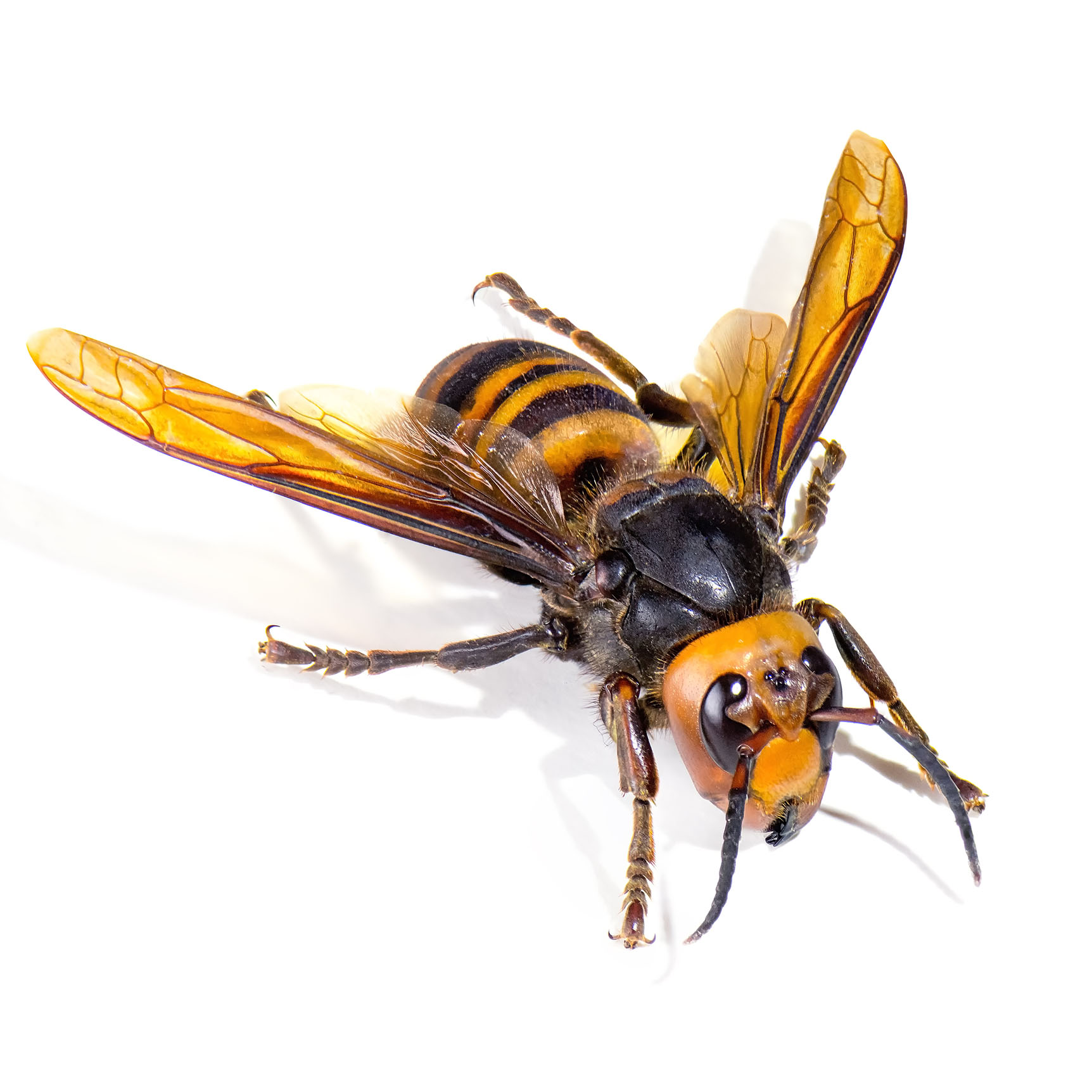 Hornet Pest Control Pasco County