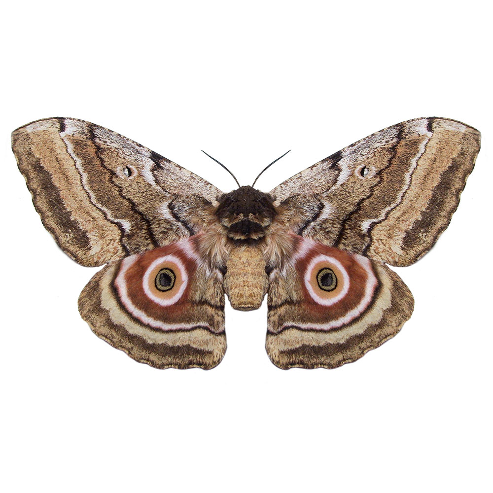 Moth Pest Control Pasco County