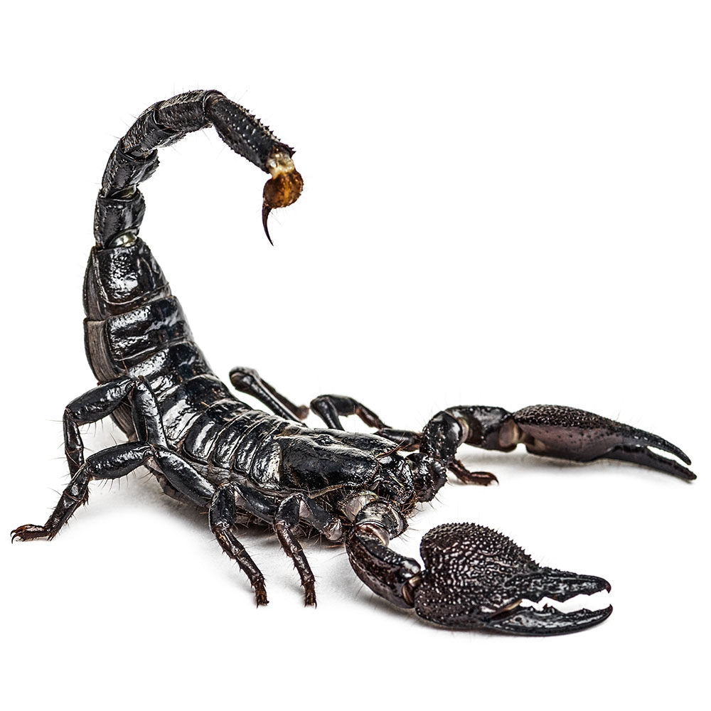 Scorpion Pest Control Service Pasco County