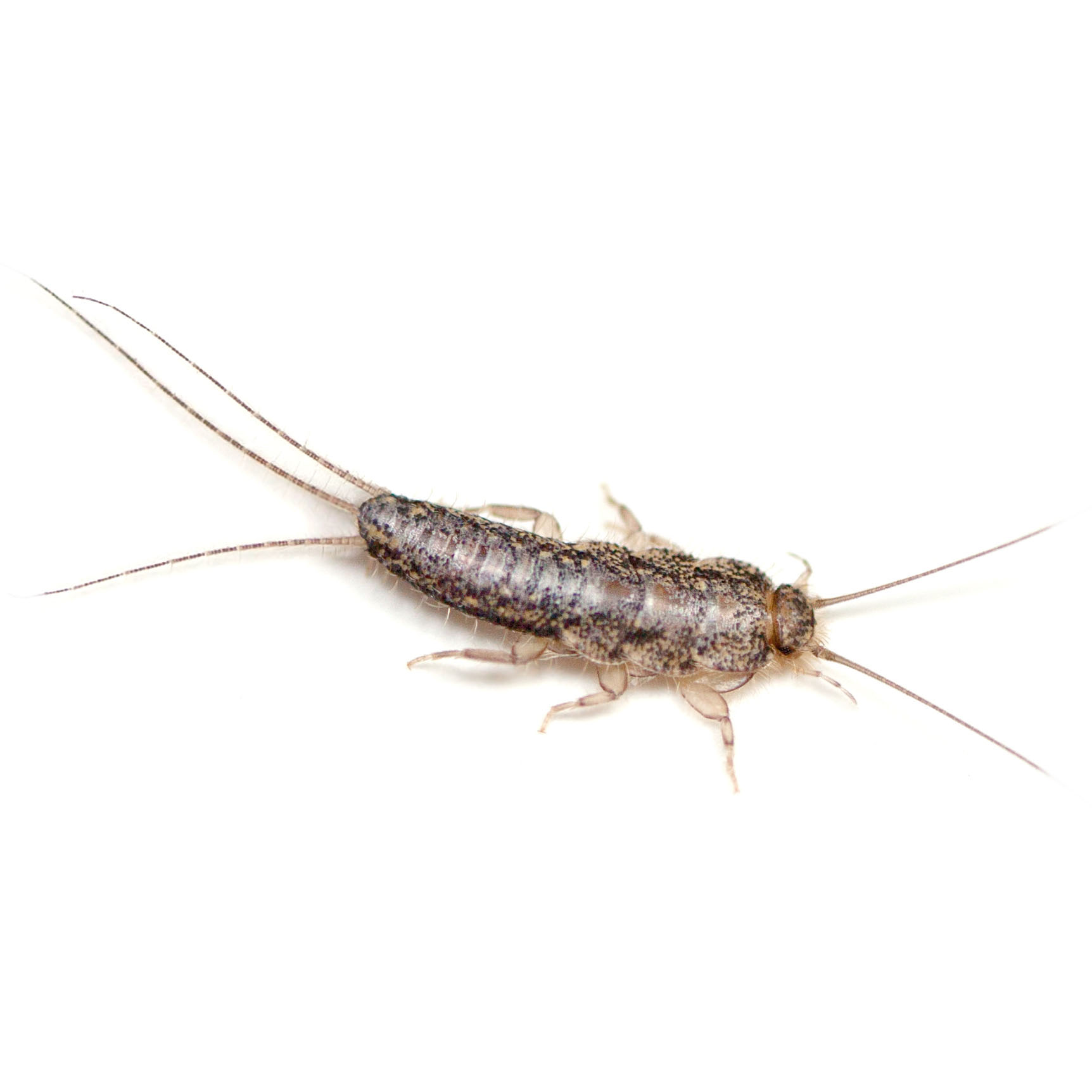 Silverfish pest control pasco county