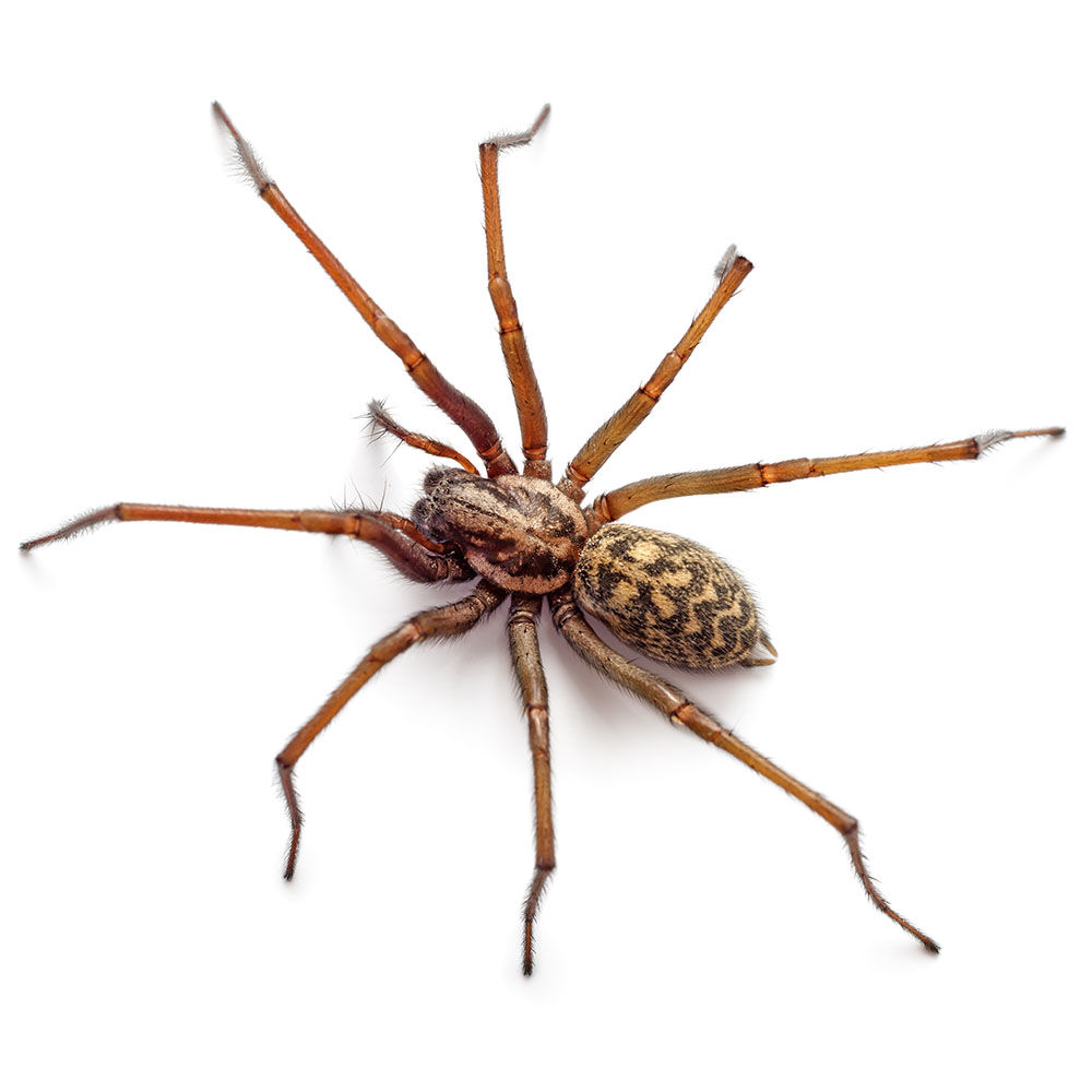 Spider pest control pasco county