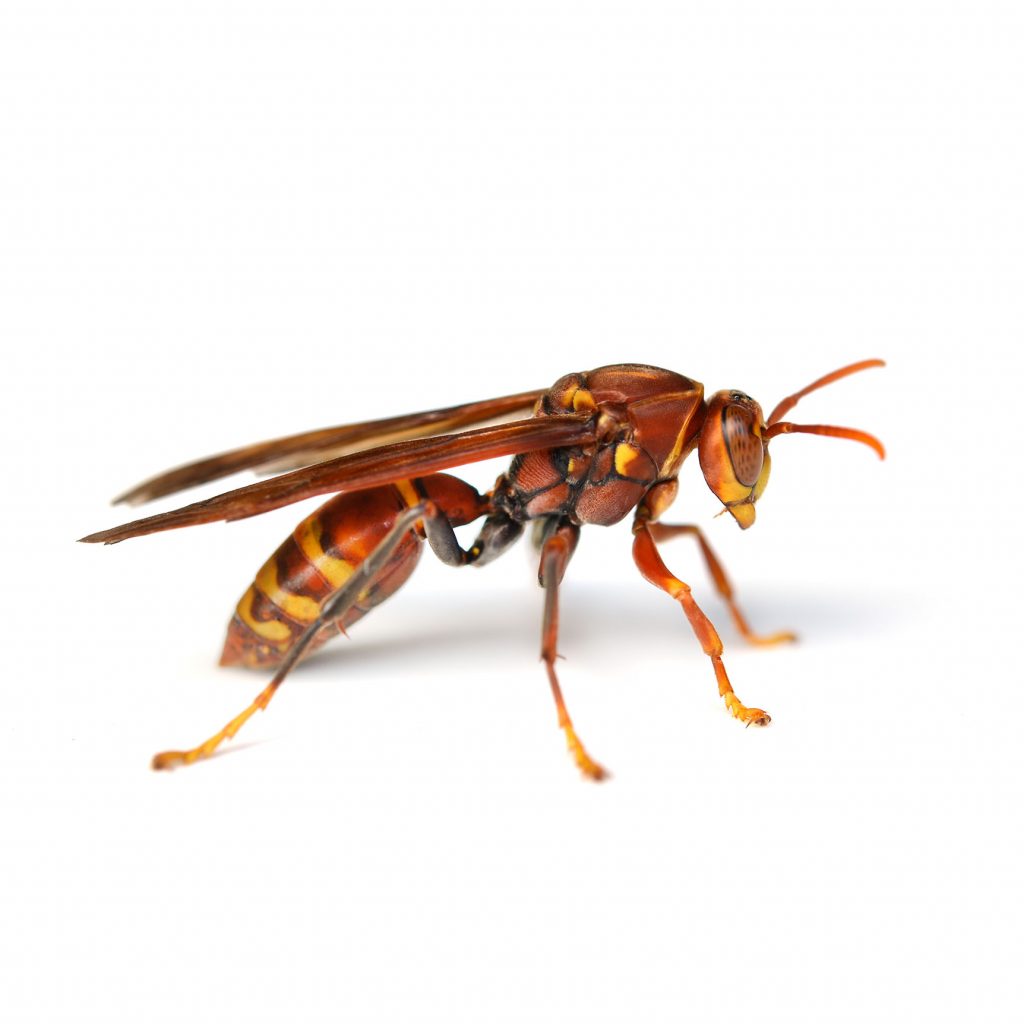 Wasp pest control pasco county