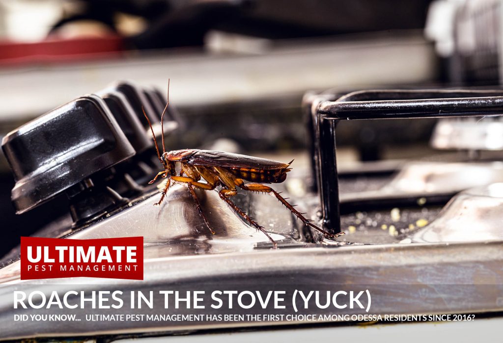 roaches-in-the-stove-odessa-fl
